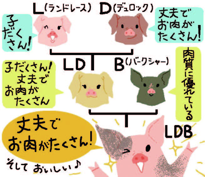 buta1